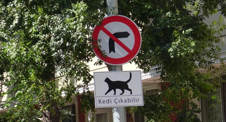 Kadıköy’de 34 kedi ölü bulundu: İnceleme başlatıldı 1 Kadıköy’de 34 kedi ölü bulundu: İnceleme başlatıldı