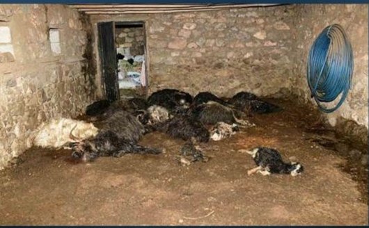Kış uykusundan uyanan ayı, 34 keçiyi öldürdü, arı kovanlarını parçaladı 1 Kış uykusundan uyanan ayı, 34 keçiyi öldürdü, arı kovanlarını parçaladı