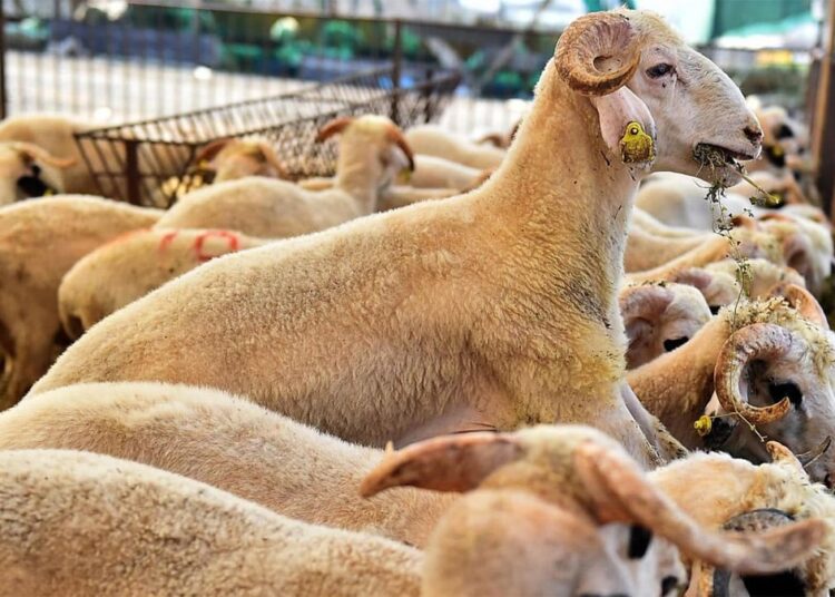 Kurbanlık fiyatlarında yüzde 150 artış