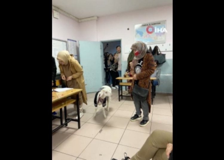 Kuzusuyla oy kullanmaya gitti 1 Kuzusuyla oy kullanmaya gitti