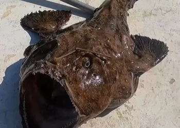 Gökçeadalı balıkçı 1.5 metre boyunda, 50 kilogram ağırlığında fener balığı avladı
