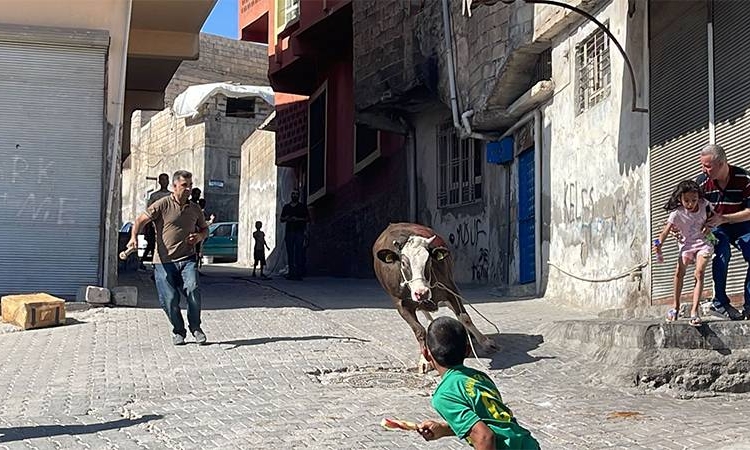 Kaçak boğa iki saatlik kovalamaca sonrasında yakalanabildi