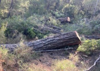Muğla Valiliği: Akbelen’de ağaç kesimi tamamlandı