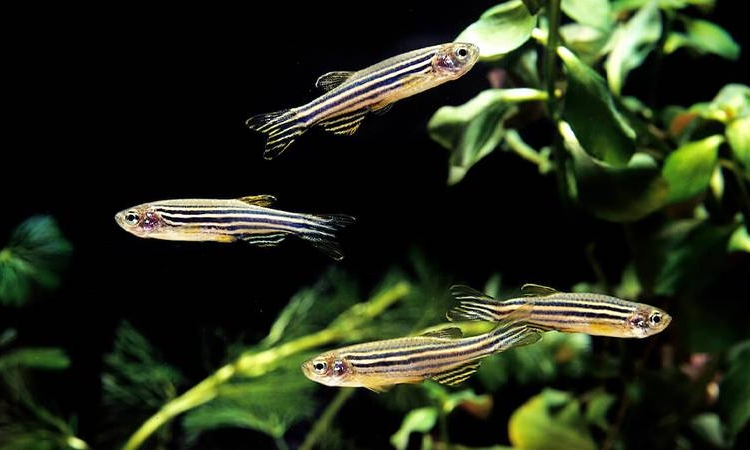 Çin ‘uzaya’ zebra balığını göndermeye hazırlanıyor