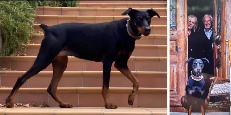 Kayıp ekonomist Korhan Berzeg’in köpeği 74 gün sonra eve döndü
