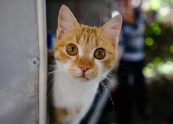 İngiltere’de evden kaçan kedi, 11 yıl aradan sonra sahibine kavuştu