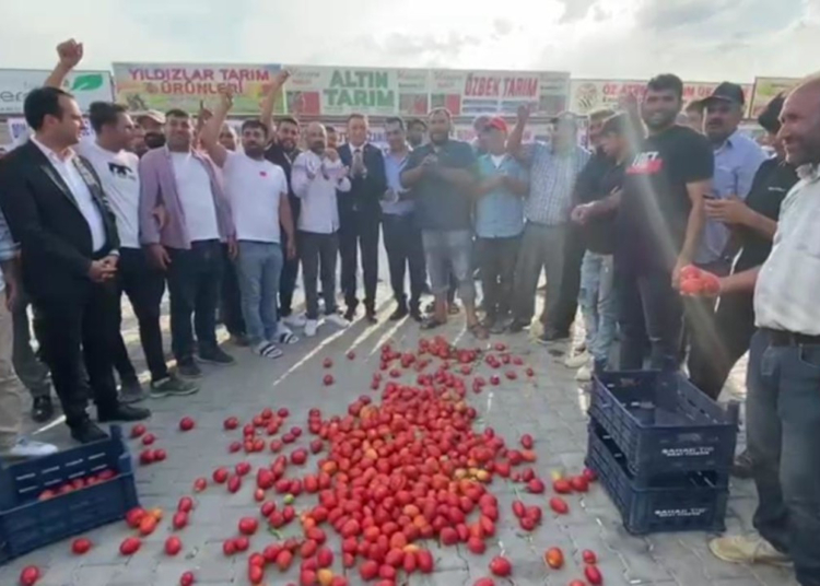 Konya'da üreticiler isyanda: Domatesleri yere döktüler 1 Konya’da üreticiler isyanda: Domatesleri yere döktüler