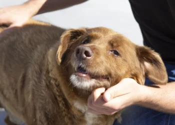 Dünyanın en yaşlı köpeği Bobi öldü