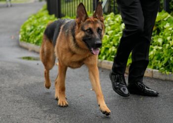 Biden’ın köpeği gizli servis ajanlarını ısırdığı için Beyaz Saray’dan kovuldu