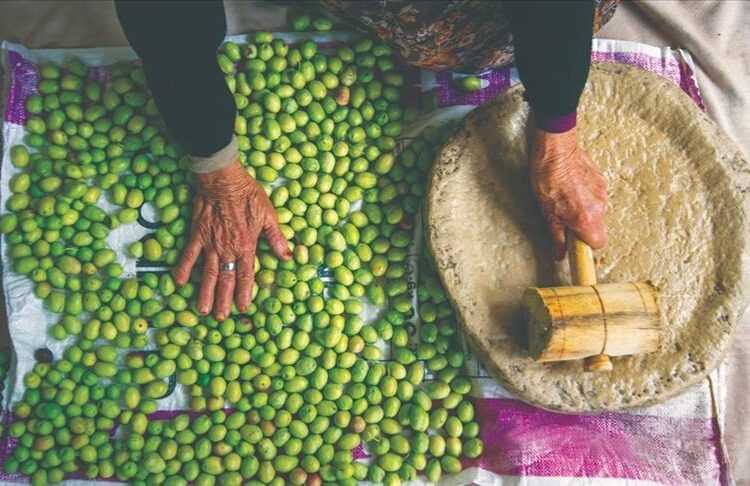 "يونسكو" تدرج زراعة الزيتون التقليدية في تركيا على قائمتها 1 “يونسكو” تدرج زراعة الزيتون التقليدية في تركيا على قائمتها