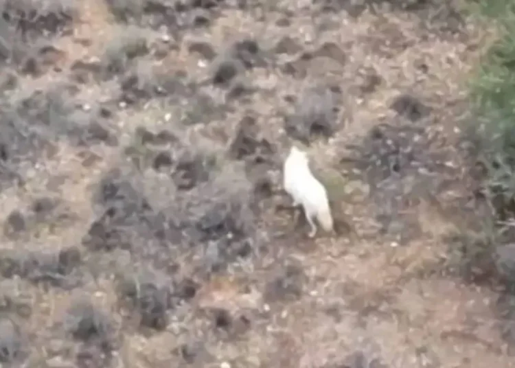 Türkiye'de ilk kez 'albino çakal' görüntülendi 1 Türkiye’de ilk kez ‘albino çakal’ görüntülendi