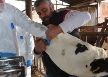 Hayvan pazarlarında şap krizi