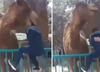 Hayvanat bahçesinde deveye fazla yaklaşan çocuk ölümden döndü