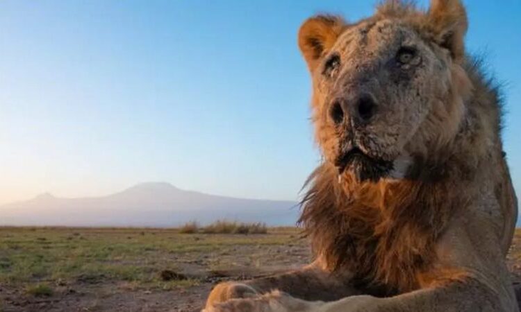 Kenya’da, dünyanın en yaşlı aslanlarından birisi insanlar tarafından vurularak öldürüldü