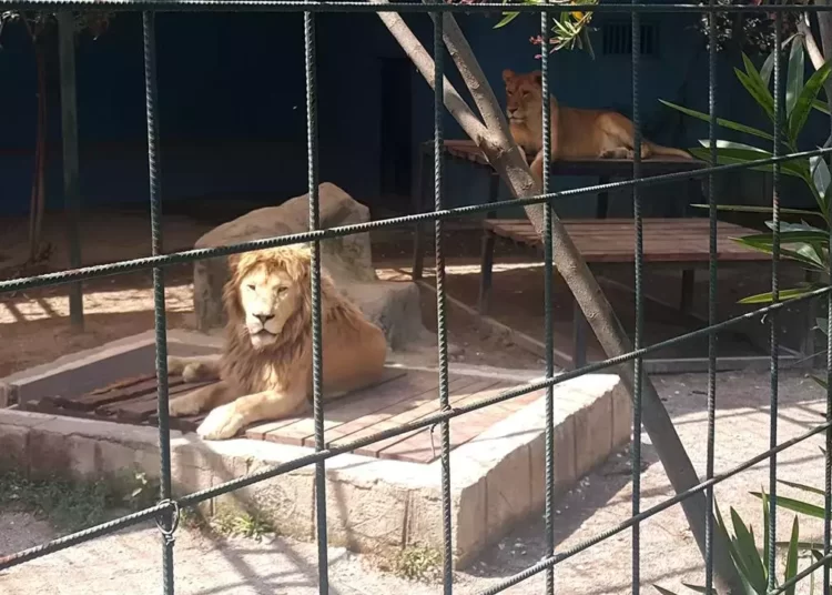 Selfie çekmek için kafese giren aileye aslan saldırdı 1 Selfie çekmek için kafese giren aileye aslan saldırdı