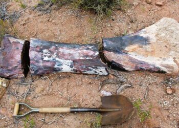 En büyük dinozor türlerinden biri keşfedildi, boyu mavi balina kadar