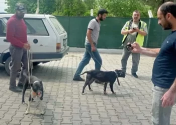 Manisa’da pitbull cinsi köpekle oklu kirpi avlayan 6 kişiye 138 bin TL ceza