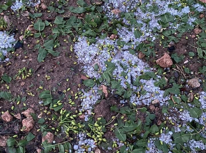 Antep fıstığını sel, dolu ve don vurdu: Rekoltede yüzde 30 düşüş bekleniyor