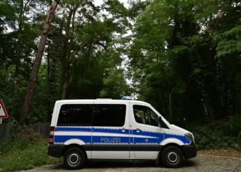 Berlin’deki aslan avı sona erdi: Aranan vahşi hayvan domuz çıktı
