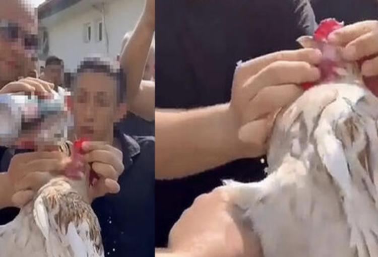 Düğünde horoza zorla içki içirenlere para cezası 1 Düğünde horoza zorla içki içirenlere para cezası