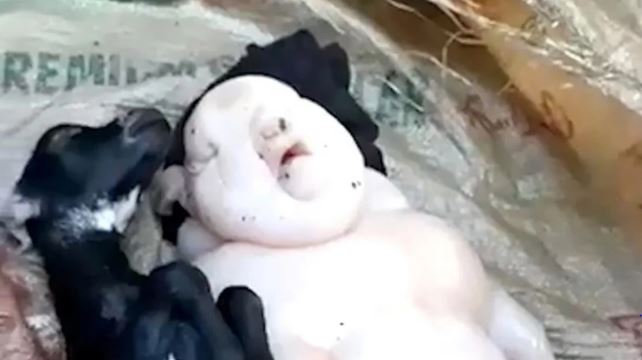 Keçinin doğurduğu yavruyu görenler gözlerine inanamadı 1 Keçinin doğurduğu yavruyu görenler gözlerine inanamadı
