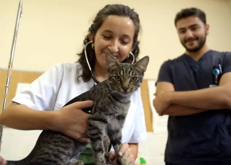 Solunum sıkıntısı yaşayan kedi hastaneye gitti: Diyaframı yırtıldığı belirlenip, ameliyat edildi 1 Solunum sıkıntısı yaşayan kedi hastaneye gitti: Diyaframı yırtıldığı belirlenip, ameliyat edildi