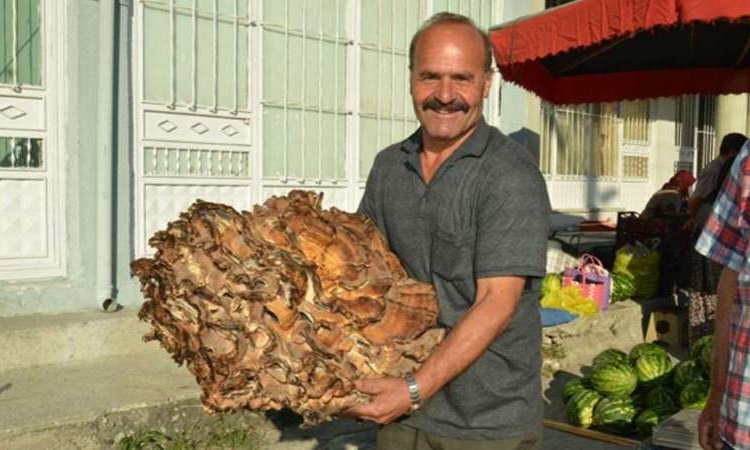 Kastamonu'da ormanda bulundu: Tam 37 kilo 1 Kastamonu’da ormanda bulundu: Tam 37 kilo