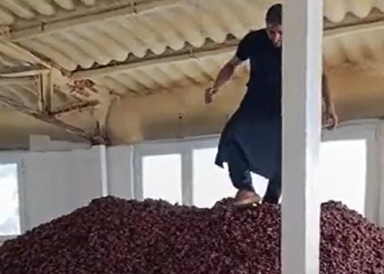 Ayakkabılarıyla kayısılara basan üreticiye ceza 1 Ayakkabılarıyla kayısılara basan üreticiye ceza