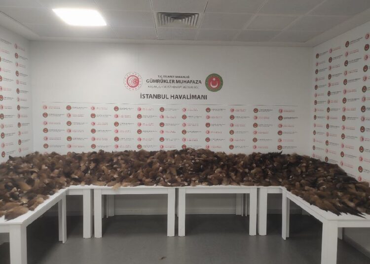 İstanbul Havalimanı'nda 10 bin 300 tilki kuyruğu ele geçirildi 1 İstanbul Havalimanı’nda 10 bin 300 tilki kuyruğu ele geçirildi