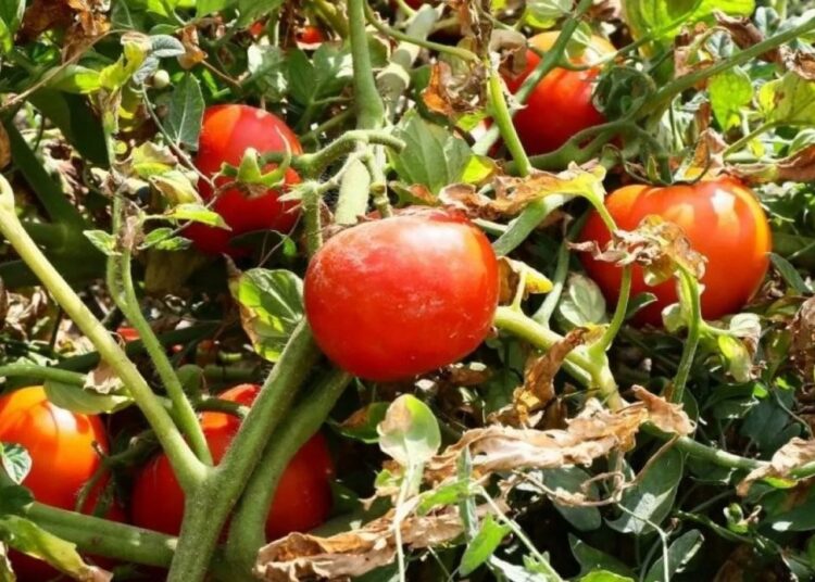 Ayaş domatesi Avrupa Birliği tescili aldı 1 Ayaş domatesi Avrupa Birliği tescili aldı