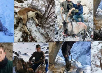 23 dağ keçisi ve 1 ayıyı öldüren kaçak avcılara dev ceza