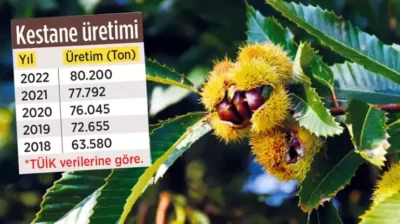 Çin kestanesini ‘hayvan yemi’ olarak ithal edip halka yedirmişler