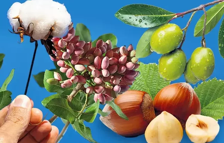 Tarımda rakamlar alt üst! Zeytin, Antep fıstığı ve fındıkta alarm veriyor