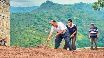 Tarımda rakamlar alt üst! Zeytin, Antep fıstığı ve fındıkta alarm veriyor