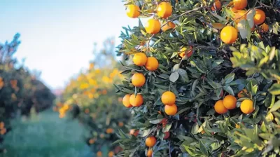 Tarımda rakamlar alt üst! Zeytin, Antep fıstığı ve fındıkta alarm veriyor
