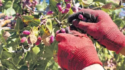 Tarımda rakamlar alt üst! Zeytin, Antep fıstığı ve fındıkta alarm veriyor