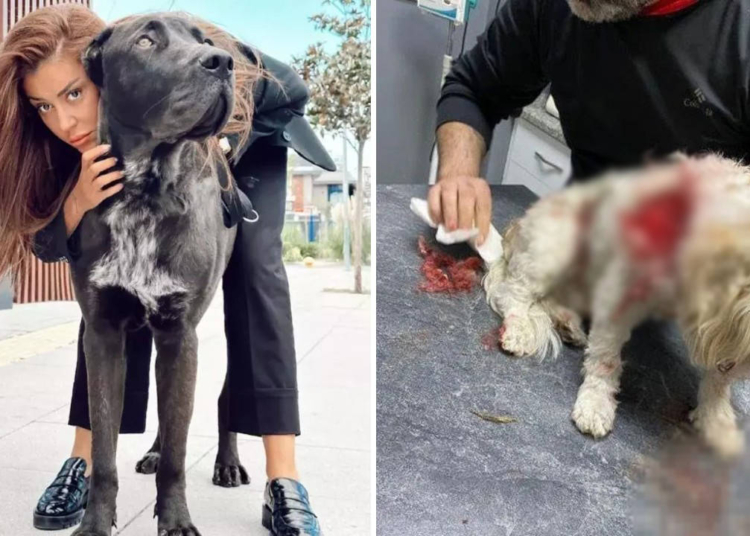 Banu Parlak'ın köpeği, saldırdığı komşusunun köpeğini öldürdü 1 Banu Parlak’ın köpeği, saldırdığı komşusunun köpeğini öldürdü