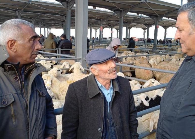 Niğdeli besiciler: "Kurbanda koyun 15 bin TL'yi bulur" 1 Niğdeli besiciler: “Kurbanda koyun 15 bin TL’yi bulur”