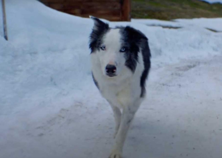 Bir Düşüşün Anatomisi'ndeki köpeğin Oscar etkinliğine katılması tepkiye yol açtı 1 Bir Düşüşün Anatomisi’ndeki köpeğin Oscar etkinliğine katılması tepkiye yol açtı