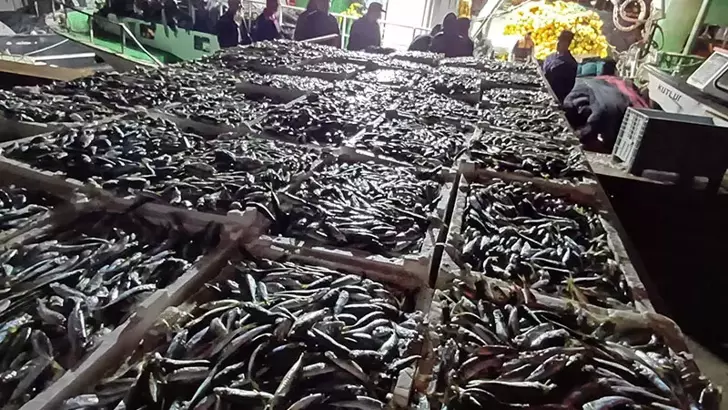 İstanbul'da kaçak avlanan 8 ton istavrit balığına el konuldu 1 İstanbul’da kaçak avlanan 8 ton istavrit balığına el konuldu