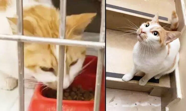 Kedi Faruk’tan iyi haber: “Hayati tehlikeyi atlattı”