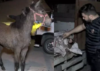 İstanbul’un göbeğinde at keserken yakalandılar