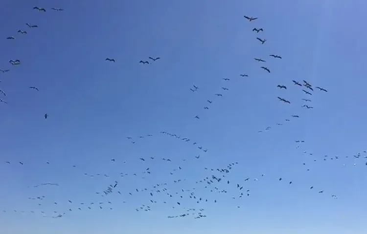 Tekirdağ'da göç eden pelikanlar görüntülendi 1 Tekirdağ’da göç eden pelikanlar görüntülendi