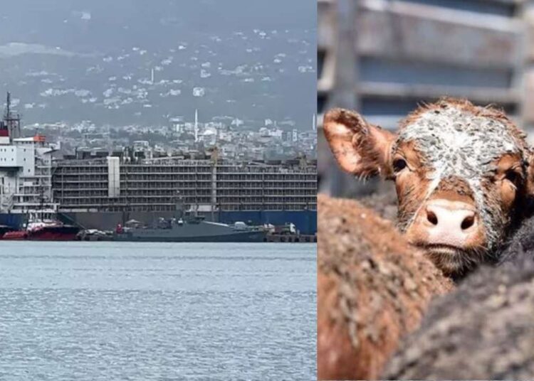 İskenderun Limanı'na gemiyle 27 bin angus geldi 1 İskenderun Limanı’na gemiyle 27 bin angus geldi