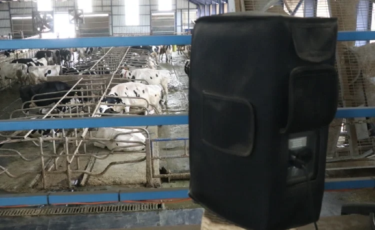 Bu deney Burdur’da yapılıyor: İneklere Türk Halk Müziği dinletiliyor