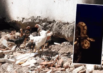 Fethiye’de piton yılanı paniği: Halk geceleri uyuyamaz oldu