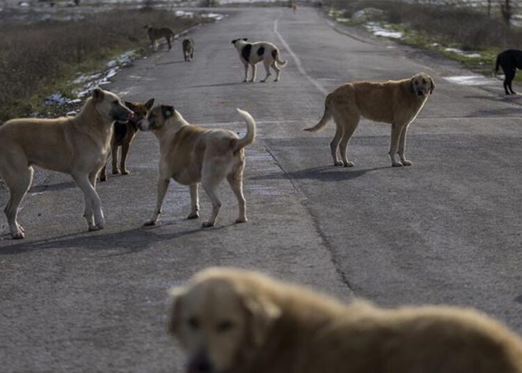 Kulis: Erdoğan, 'sokak köpekleri' için talimat verdi 1 Kulis: Erdoğan, ‘sokak köpekleri’ için talimat verdi