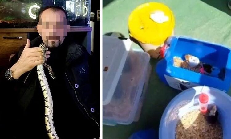 Evinde 2 kraliyet pitonu ele geçirildi: 25 bin TL ceza kesildi 1 Evinde 2 kraliyet pitonu ele geçirildi: 25 bin TL ceza kesildi