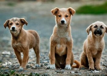 Mehmet Eren yazdı.. Hayvan Hakları: Avrupa'da ve Türkiye'de Sokak Köpeklerine Yaklaşım 2 Mehmet Eren yazdı.. Hayvan Hakları: Avrupa’da ve Türkiye’de Sokak Köpeklerine Yaklaşım