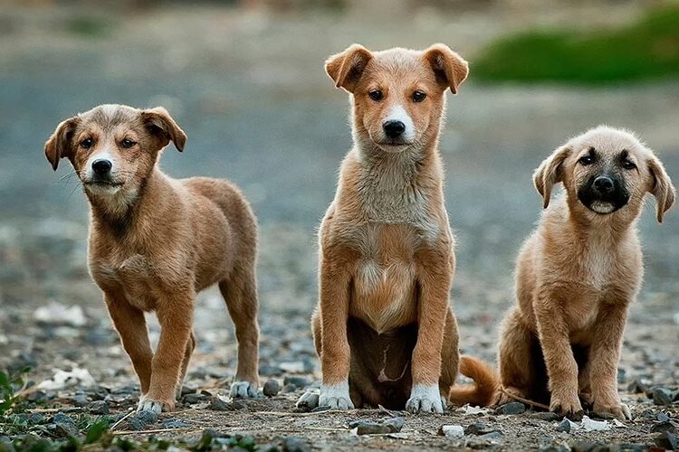 Mehmet Eren yazdı.. Hayvan Hakları: Avrupa'da ve Türkiye'de Sokak Köpeklerine Yaklaşım 1 Mehmet Eren yazdı.. Hayvan Hakları: Avrupa’da ve Türkiye’de Sokak Köpeklerine Yaklaşım